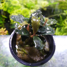 Буцефаландра Брауни Синяя (в горшке)