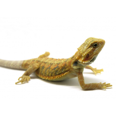 Агама бородатая hypo TRANSLUCENT