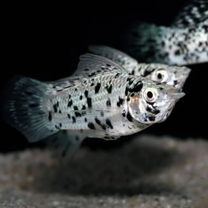 Моллинезия далматин (Poecilia sp.)