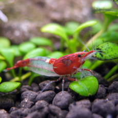 Креветка рили красная (Neocaridina heteropoda var. Rili)