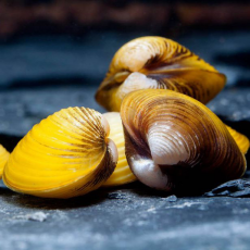 Корбикула яванская (Corbicula Javanicus)