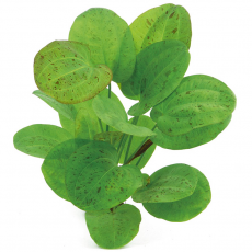 Эхинодорус Харбич крапчатый (в горшке) (Echinodorus Getüpfelte Harbich)