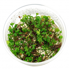 Марсилия хирсута (меристема) Тайланд