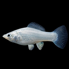 Моллинезия серебряная (Poecilia sphenops var.)