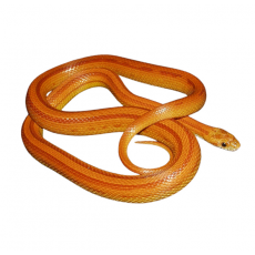 Полоз маисовый Striped, S