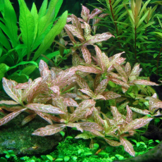 Гигрофила Узорчатая (в горшке)