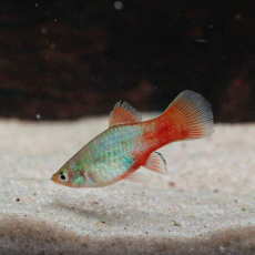 Пецилия голубой коралл (Xiphophorus maculatus)