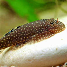 Гастромизон (Gastromyzon punctulatus)