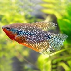 Гурами жемчужный (S) (Trichopodus leerii)
