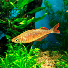 Радужница красная глоссолепис (M) (Glossolepis incisus)