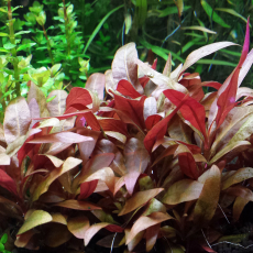 Альтернантера лилацина (с грузом) (Alternanthera reineckii Lilacina)