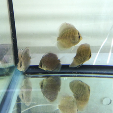 Дискус Леопард Змеиная Кожа (Symphysodon aequifasciatus var.)