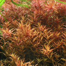 Ротала индийская красная (с грузом)