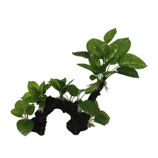 Грот Коряга с анубиасами, 35х13х32 см