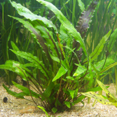 Криптокорина Вендта широколистная (в горшке)