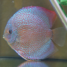 Дискус Леопард Змеиная Кожа (Symphysodon aequifasciatus var.)