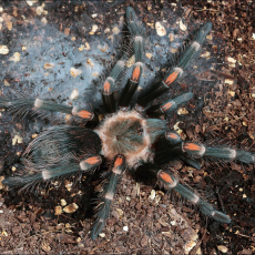 Паук-птицеед Br. auratum, самка, 3 см