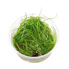 Юнкус репенс (меристема)