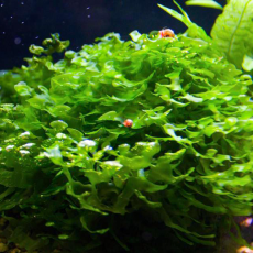 Папоротник Ломариопсис Линеата (на кокосовом мате)