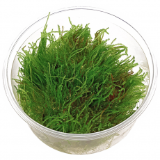 Мох плакучий (меристема) Тайланд