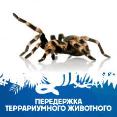 Передержка террариумного животного №1