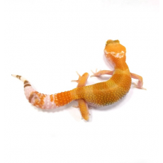 Эублефар пятнистый SUNGLOW, М