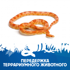 Передержка террариумного животного №3