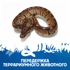 Передержка террариумного животного №4