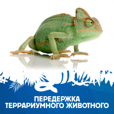 Передержка террариумного животного №5