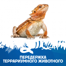 Передержка террариумного животного №6