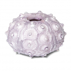 Грот Фораминифера S, 65*65*35мм, Laguna