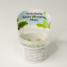 Мох плакучий (меристема)