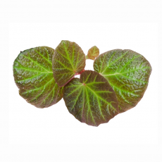 Бегония (Begonia Manaus)