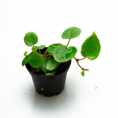 Begonia Elaeagnifolia Schulzei