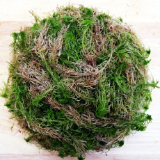 DECOTOP Sphagnum - Мох сфагнум для террариумов и флорариумов, 100 г/1 л