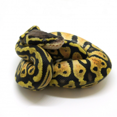 Королевский питон Pastel gravel S