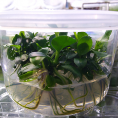 Анубиас Петит (меристема) Тайланд