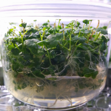 Гидрокотила трипартита (меристема) Тайланд