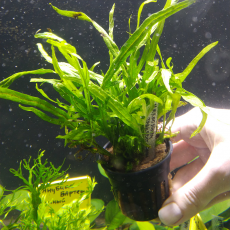 Папоротник тайландский Тридент (в горшке) (Microsorum pteropus sp.)