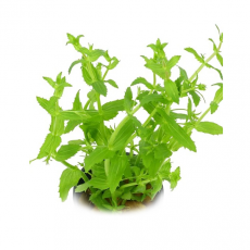 Гратиола Висцидула (с грузом) (Gratiola viscidula)