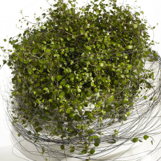 Мюленбекия спутанная (Muenhlenbeckia Complexa)