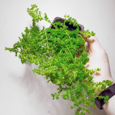 Пилея microphylla