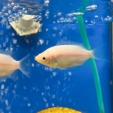 Гурами целующийся (Helostoma temminkii)