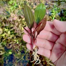Эхинодорус Миракл (Echinodorus miracle) (в горшке)