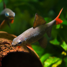 Лабео зеленый (M) (Epalzeorhynchos frenatum)