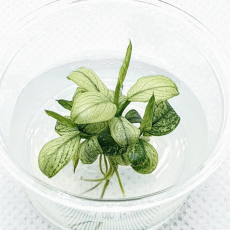 Анубиас нана Пинто (меристема)