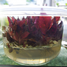 Альтернантера Розанервиг (меристема) Тайланд