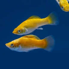 Моллинезия золотая (Poecilia sp.)