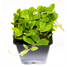 Пироззия (Pyrrosia Nummularifolia)