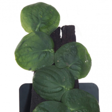 Рафидофора Кортхалса (Rhaphidophora korthalsii)